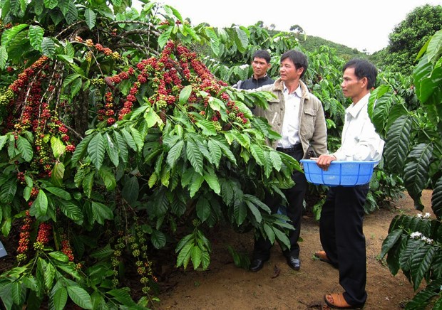越南咖啡行业