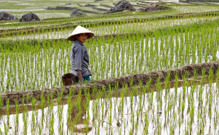 越南农林水产品
