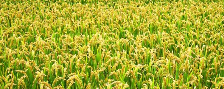 中国稻米进口